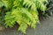 Button fern or Tectaria Cicutaria plant in Saint Gallen in Switzerland