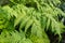 Button fern or Tectaria Cicutaria plant in Saint Gallen in Switzerland