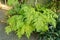 Button fern or Tectaria Cicutaria plant in Saint Gallen in Switzerland