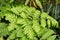 Button fern or Tectaria Cicutaria plant in Saint Gallen in Switzerland