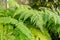 Button fern or Tectaria Cicutaria plant in Saint Gallen in Switzerland