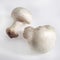 Button Mushroom or Cultivated Mushroom, agaricus bisporus