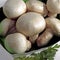 Button Mushroom or Cultivated Mushroom, agaricus bisporus