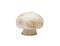 Button Mushroom, isolated