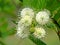 Buttonbush or Cephalanthus occidentalis