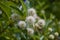 Buttonbush, Cephalanthus occidentalis