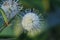 Buttonbush (Cephalanthus occidentalis) Flower