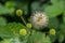 Buttonbush flower closeup