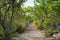 Buttonwood in Biscayne National Park