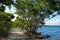 Buttonwood in Biscayne National Park