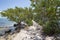 Buttonwood in Biscayne National Park