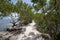 Buttonwood in Biscayne National Park