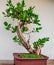 Buttonwood Bonsai Tree