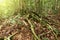 Buttress roots at Maliau Basin Conservation Area