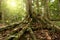 Buttress roots at Maliau Basin Conservation Area