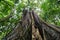 Buttress roots in the rain forest