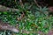 Buttress tree roots and lush foliage in rainforest