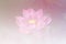 Butyfull Pink lotus background image select focus