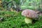 Butyriboletus regius formerly Boletus regius, or Royal bolete