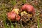 Butyriboletus regius mushroom