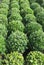 Buxus