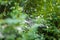 Buxus or boxwood leaves with spiderweb covered with raindrops, dew