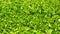 Buxus or boxwood textured background with copy space.