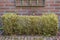 Buxus destroyed by the Box tree moth caterpillar, Cydalima perspectalis