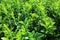 Buxus green background