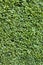 Buxus hedge, boxwood background