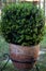 Buxus plant on a clay pot