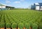 Buxus plant nursery in Boskoop, Netherlands