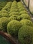 Buxus pruned into a ball