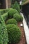 Buxus pruned into a ball