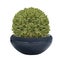 Buxus pruned into a ball in a pot with variegated foliage