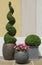 Buxus pruned in spiral and ball in pot and dipladénia