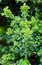 Buxus sempervirens