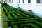 Buxus sempervirens or boxwood detail. perfectly trimmed shrub in labyrinth shape