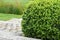 Buxus Sempervirens, boxwood plant