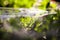 Buxus sempervirens bush - macro details with spiderweb