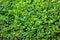 Buxus sempervirens plant