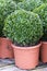 Buxus sempervirens in a plant pot