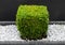 Buxus sinica bush trimmed in shape of cube grows in a garden