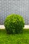 Buxus sinica bush trimmed in shape of sphere grows in a garden