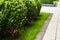 Buxus sinica bushes grow in a garden on green grass