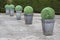 Buxus topiary planters