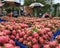 Buyers and many boxes with ripe dragon fruit