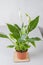 Buying new green plant in brown pot. Waiting for spring transplant. Beautiful spathiphyllum. Unpretentious greens, home