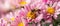 The Buzz of Pollination: A Bee\'s Dance with Wildflowers