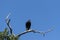 Buzzard on bare branch looking around